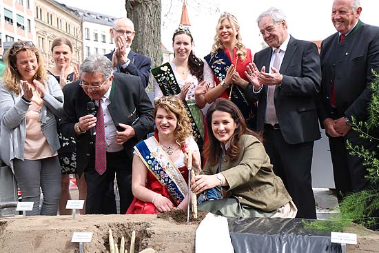 Spargelanstich mit Ministerin Michaela Kaniber und der Schrobenhausener Spargelkönigin Lena I  auf dem Münchner Viktualienmarkt (©Foto: Martin Schmitz)
